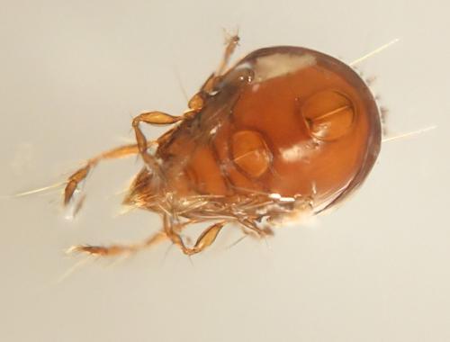 Ceratoppia sp.